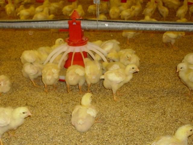  Máng thức ăn và đồ uống cần được giữ cố định trong chuồng