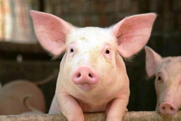 Phòng tránh bệnh thường gặp ở lợn hiệu quả với công tác vệ sinh chuồng trại