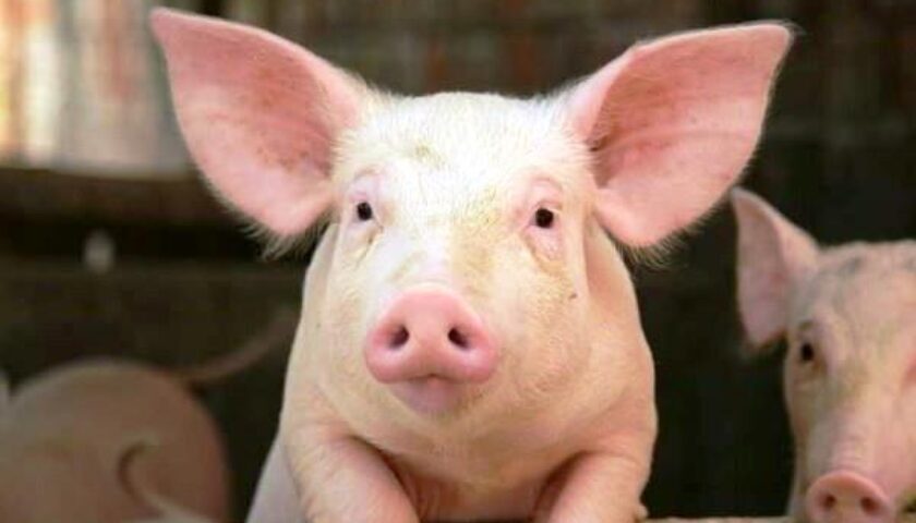 Phòng tránh bệnh thường gặp ở lợn hiệu quả với công tác vệ sinh chuồng trại