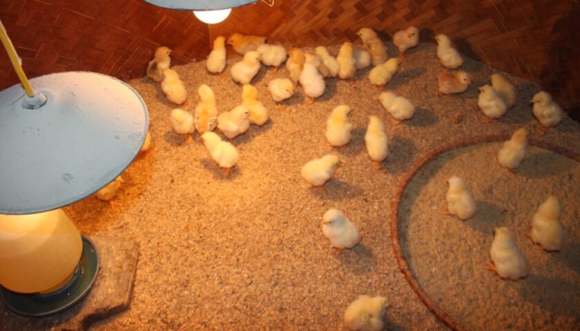 Úm gà con là gì? Kỹ thuật úm gà con hiệu quả nhất